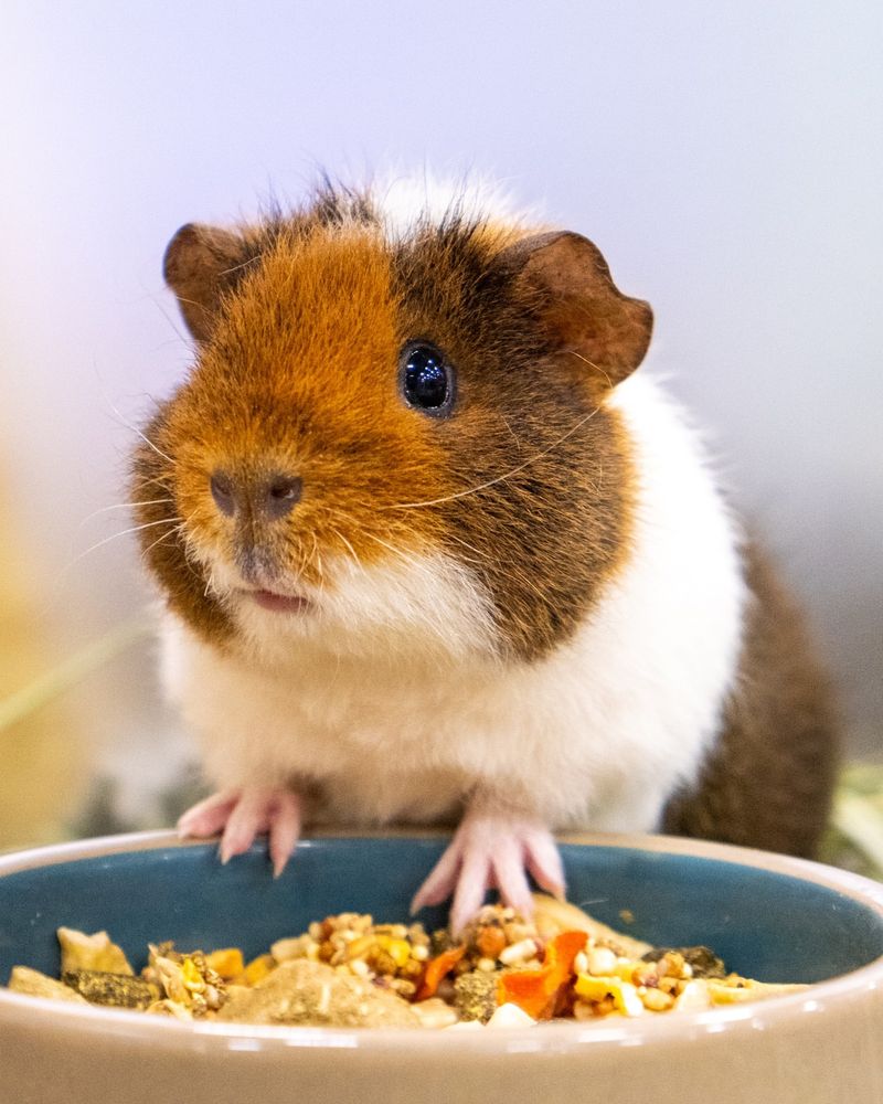 Guinea Pig