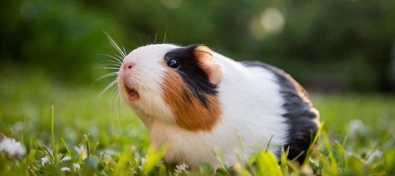 Guinea Pig