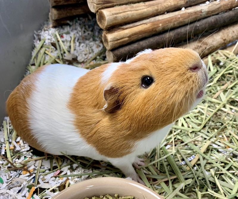 Guinea Pig