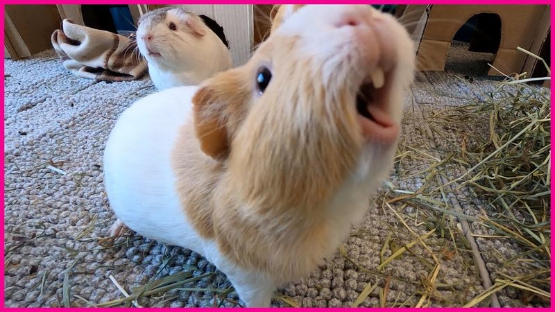 Guinea Pigs Squeaking Happily