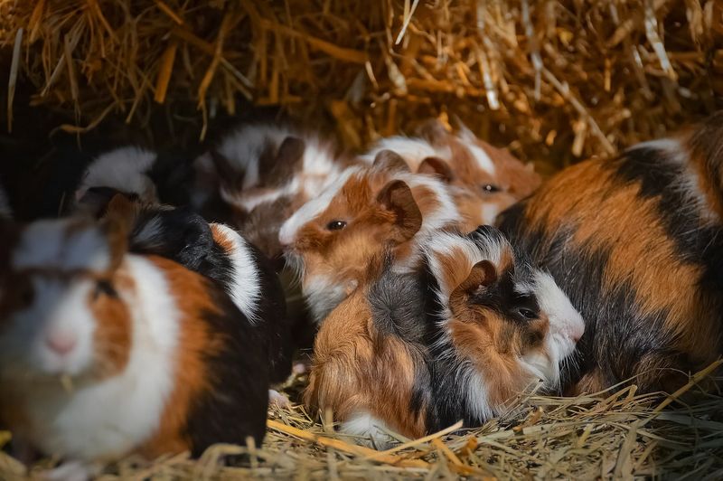 Guinea Pigs and Hiding