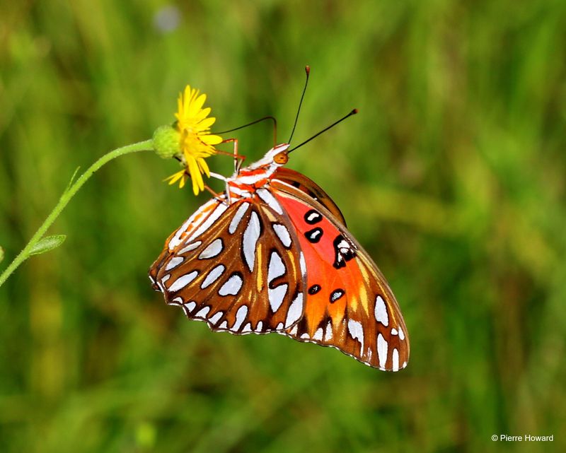 Gulf Fritillary