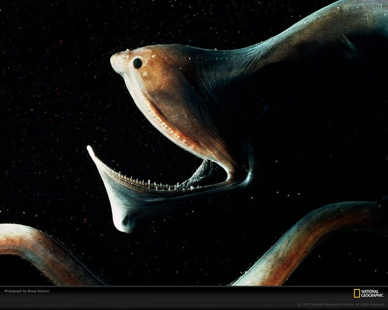 Gulper Eel