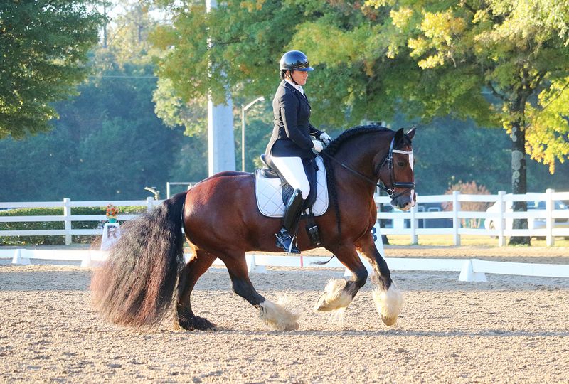 Gypsy Vanner