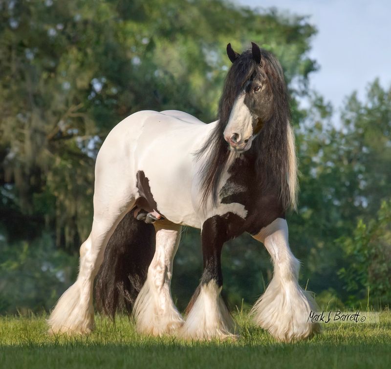 Gypsy Vanner