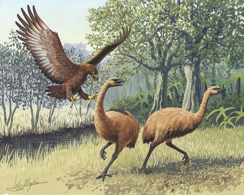 Haast’s Eagle