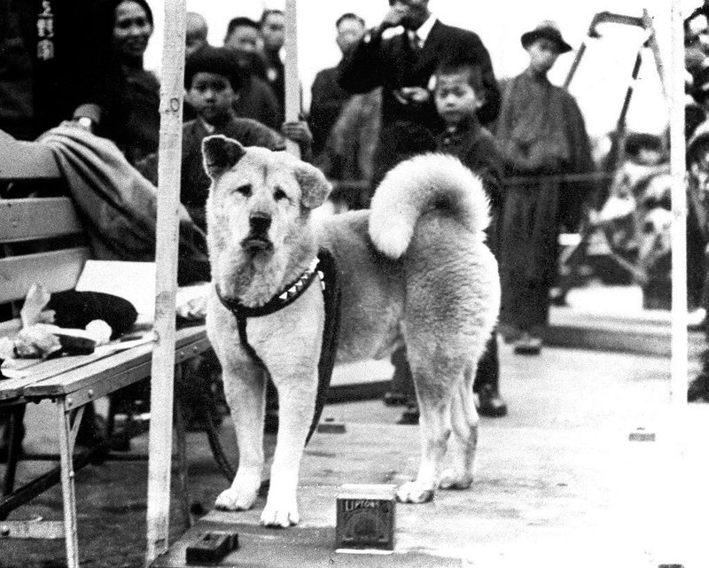 Hachiko the Loyal Dog