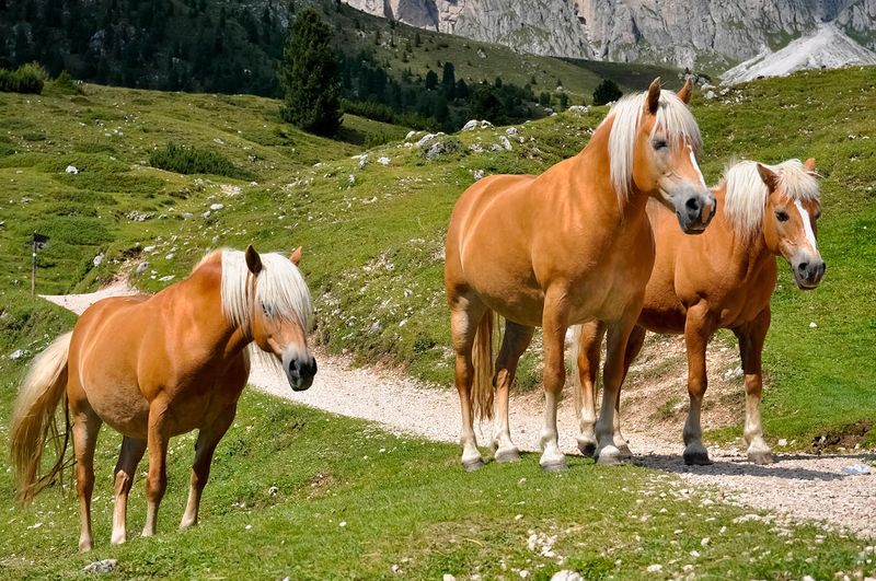 Haflinger