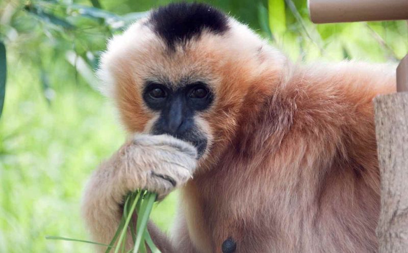 Hainan Gibbon