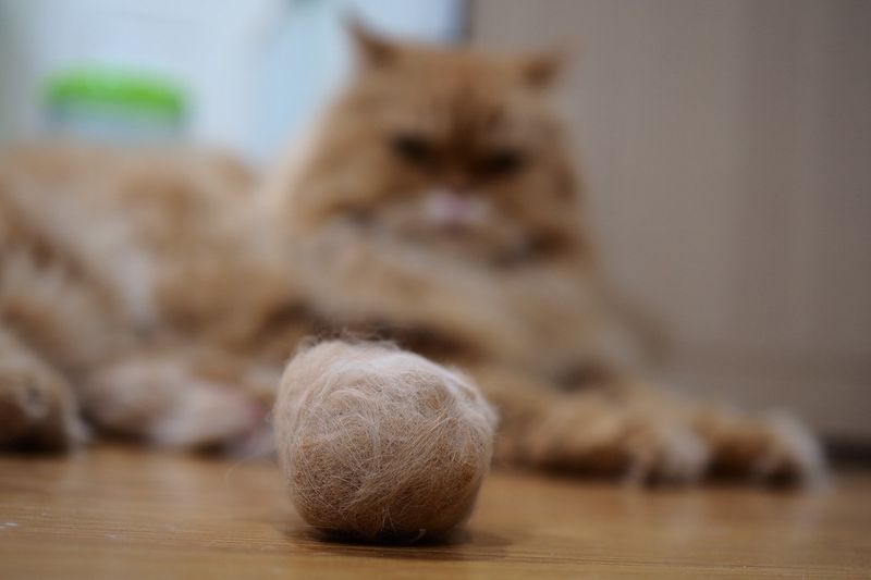 Hairball Treats