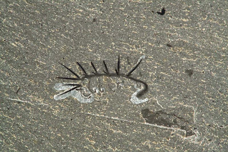 Hallucigenia Footprint