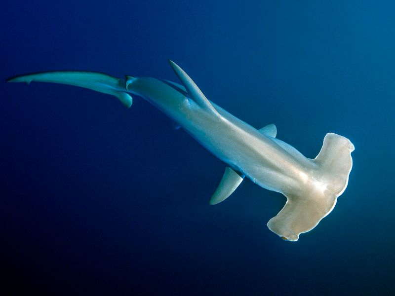 Hammerhead Shark
