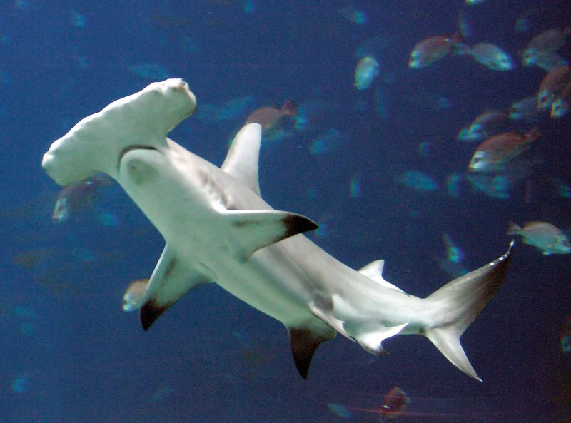 Hammerhead Shark