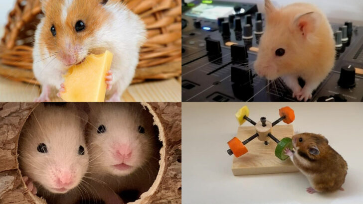 13 Hamster Habits That Prove They’re Smarter Than You Think