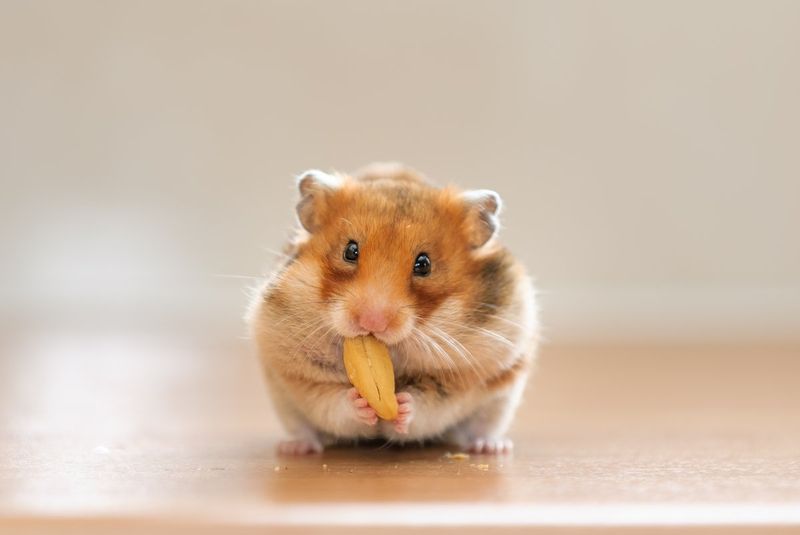 Hamster