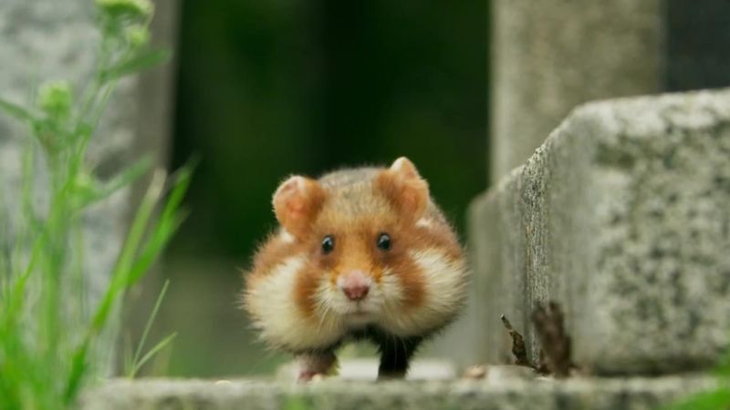 Hamsters Running to Greet You