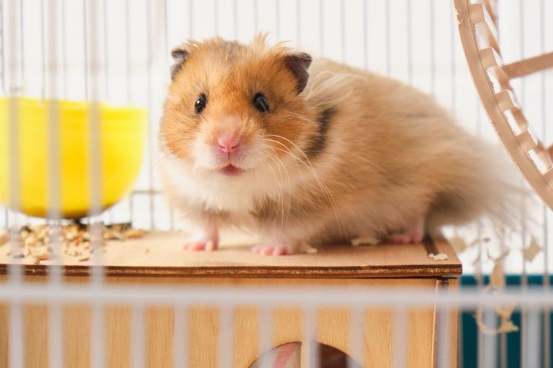 Hamsters and Aggression