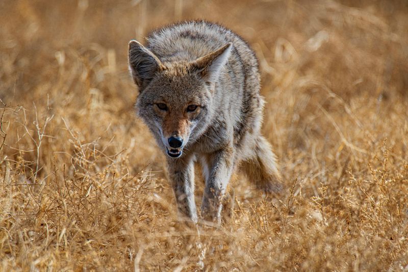 Handling Coyote Encounters