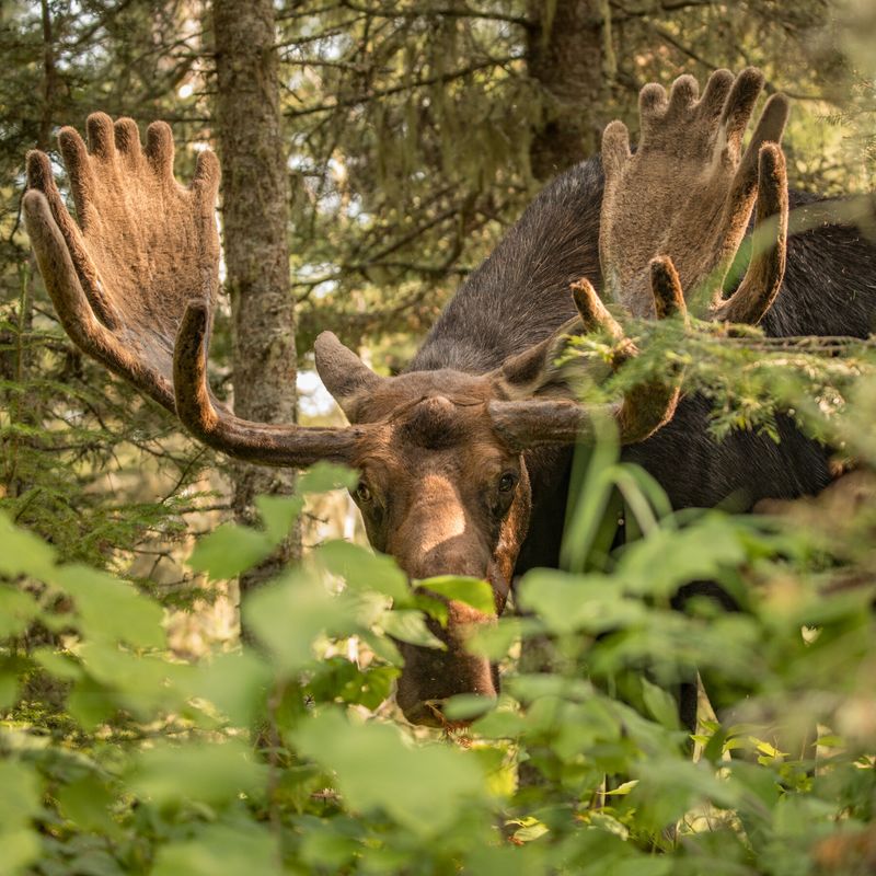 Handling Moose Threats