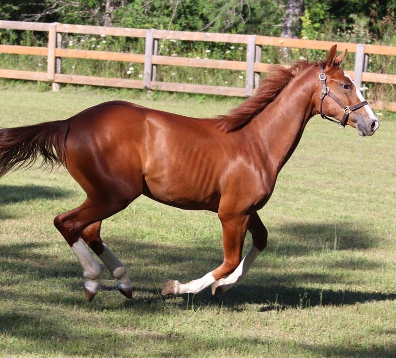 Hanoverian