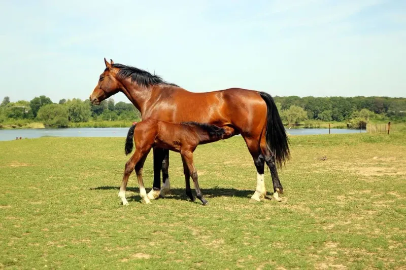 Hanoverian