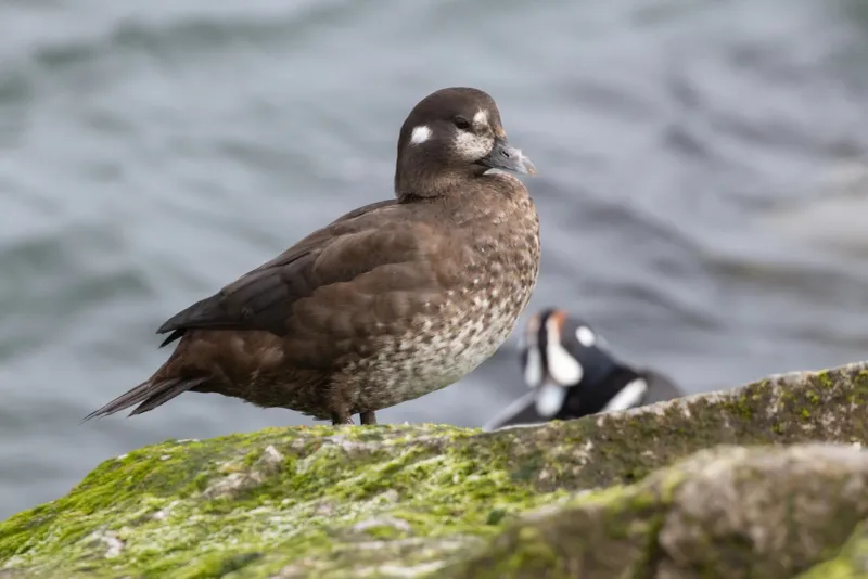 Harlequin Duck