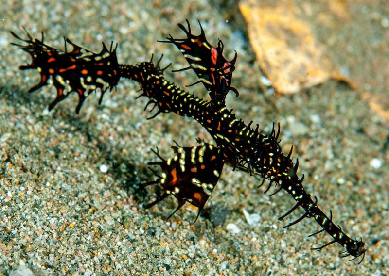 Harlequin Pipefish