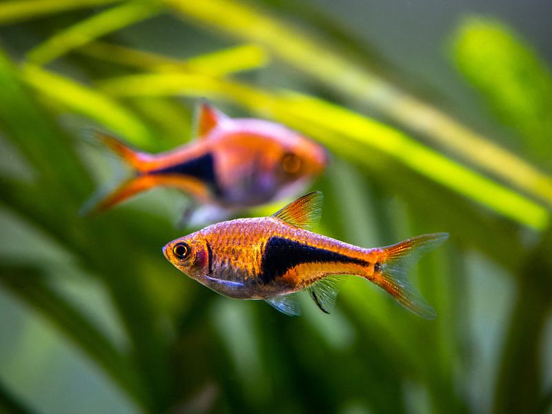 Harlequin Rasbora