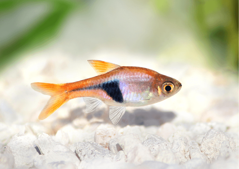 Harlequin Rasbora