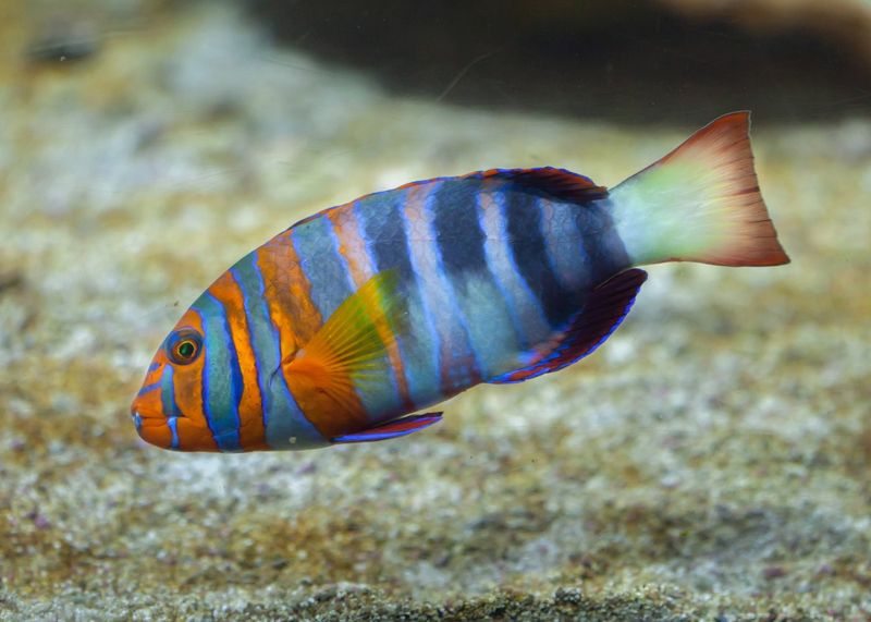 Harlequin Tuskfish