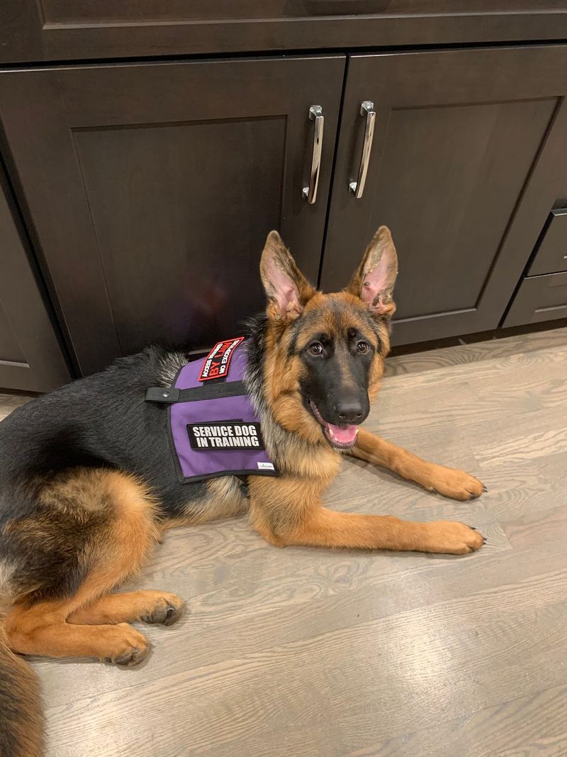 Harper the Search and Rescue Dog