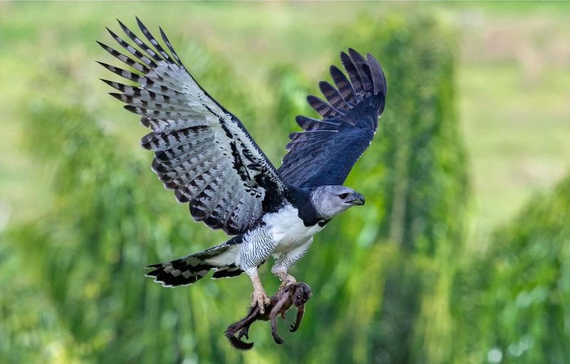 Harpy Eagle