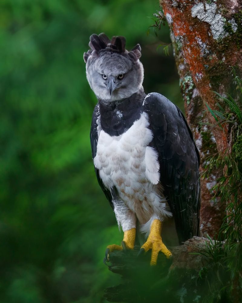 Harpy Eagle