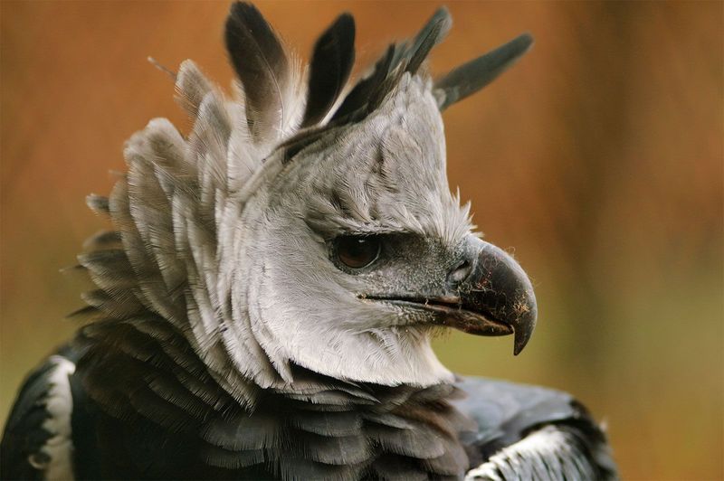 Harpy Eagle