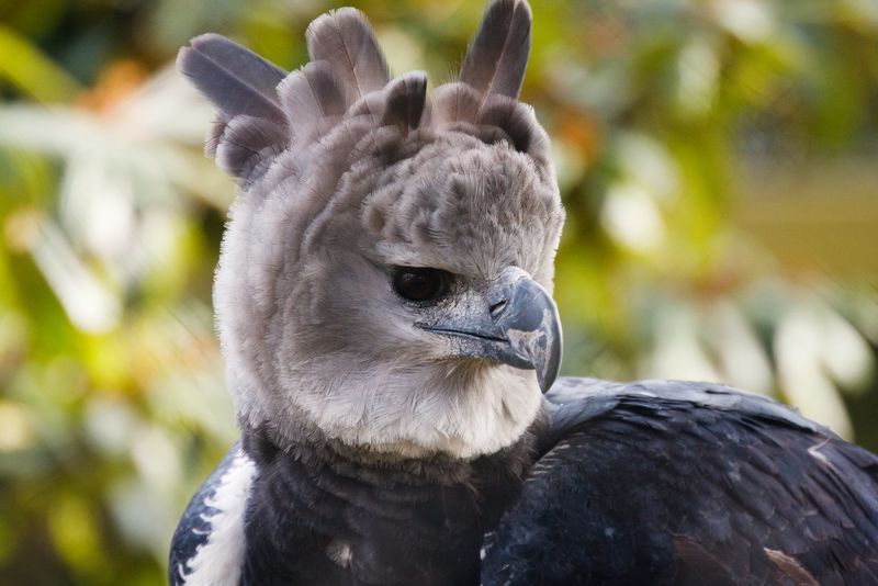 Harpy Eagle