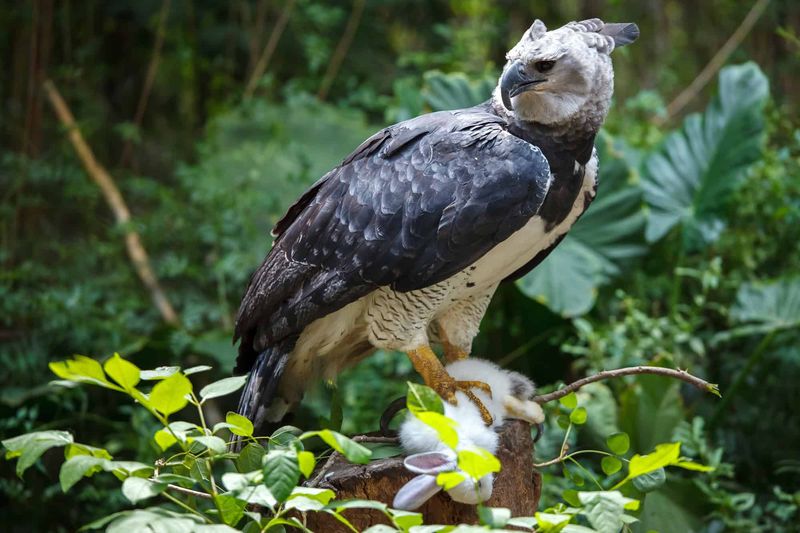 Harpy Eagle