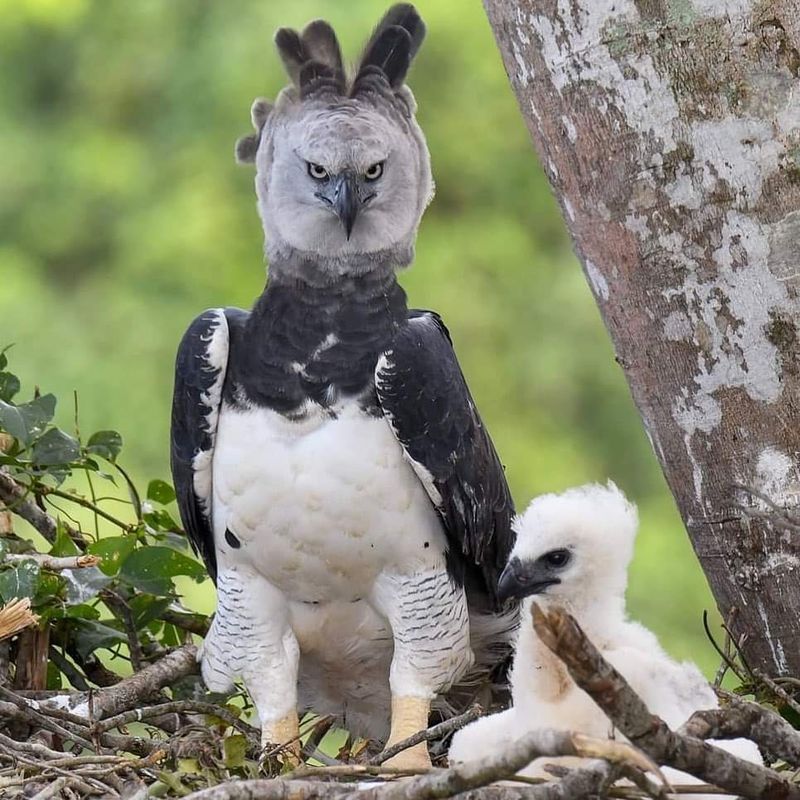 Harpy Eagle