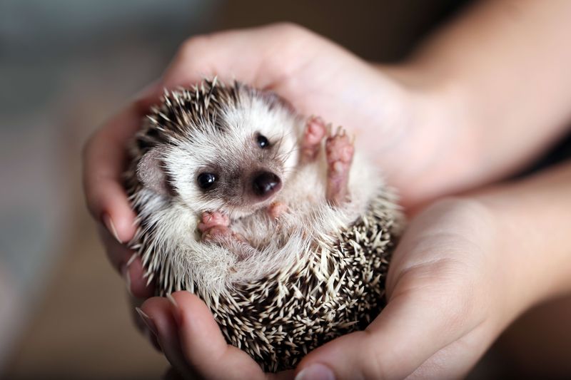 Harriet the Hedgehog