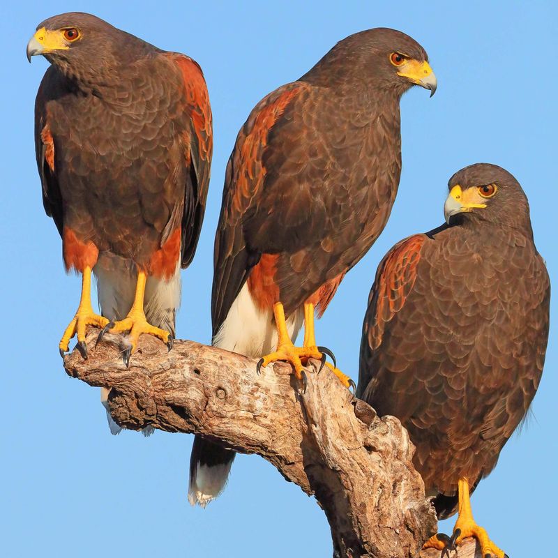 Harris's Hawks