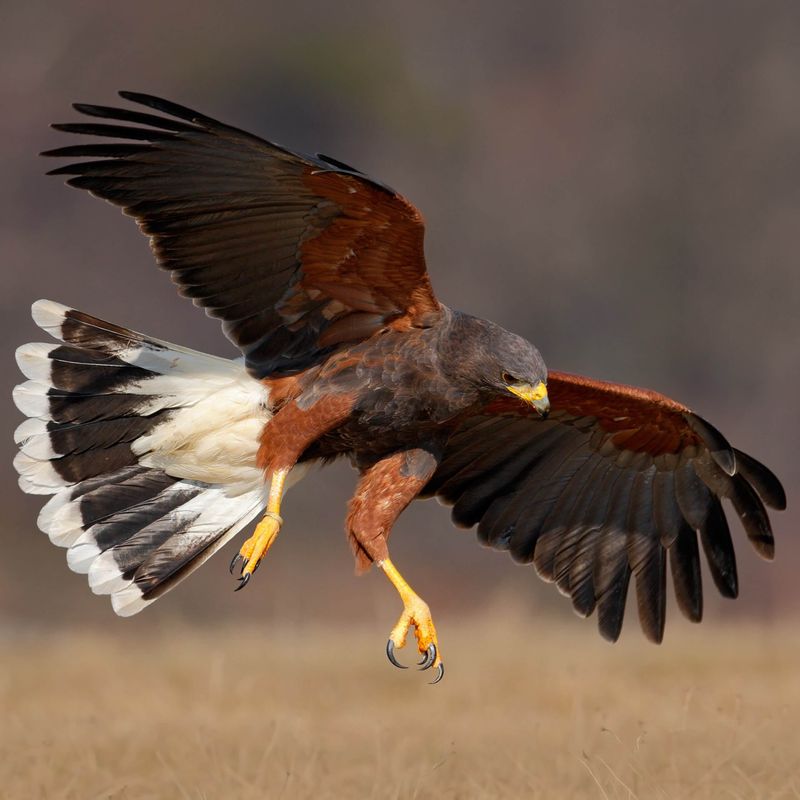 Harris's Hawk