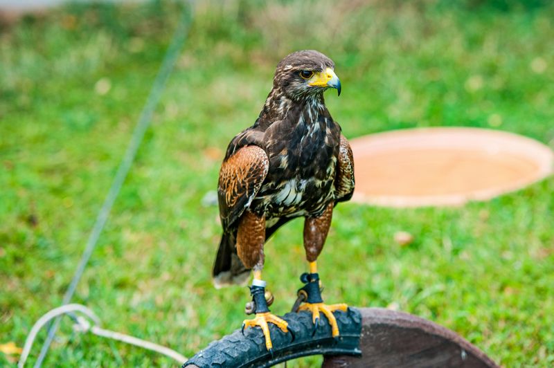 Harris's Hawk