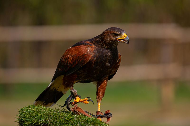 Harris's Hawk