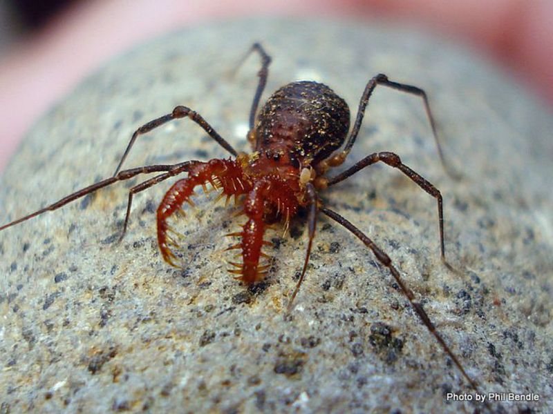 Harvestman
