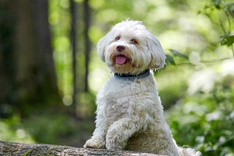 Havanese