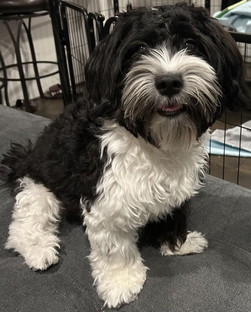 Havanese