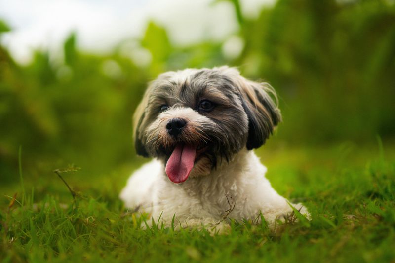 Havanese