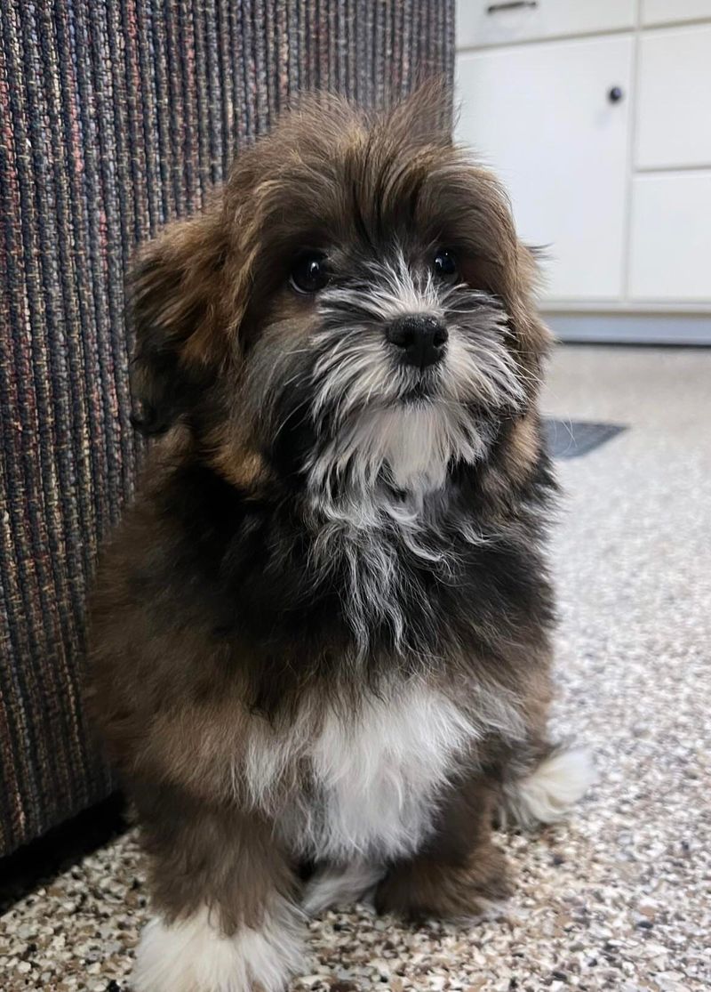 Havanese