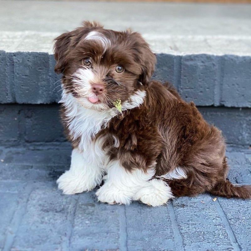 Havanese