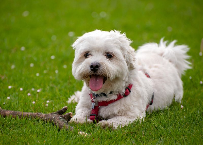 Havanese