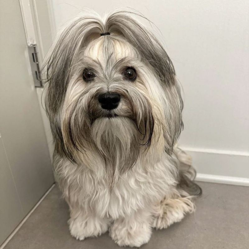 Havanese